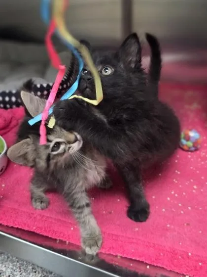 A baby small-sized male Domestic Short Hair cat named Guppy for adoption in Westland, MI