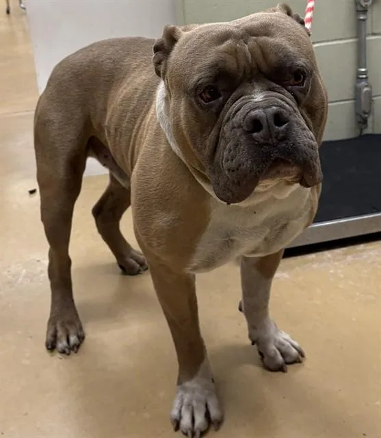 An adult large-sized male American Bulldog dog named Ringo for adoption in Minneapolis, MN