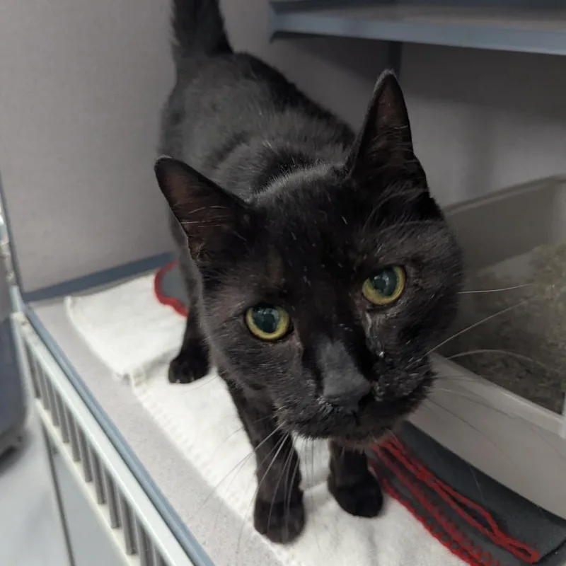 A senior medium-sized male Black Domestic Short Hair cat named Marvolo for adoption in Evansville, IN
