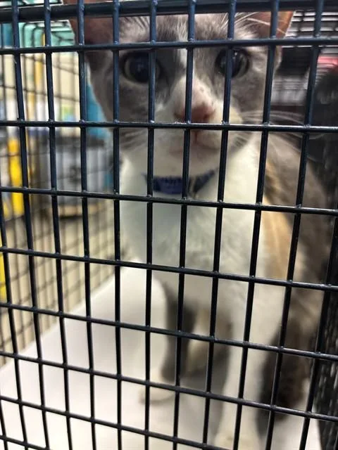 A young small-sized female Domestic Short Hair cat named May for adoption in Miami, FL