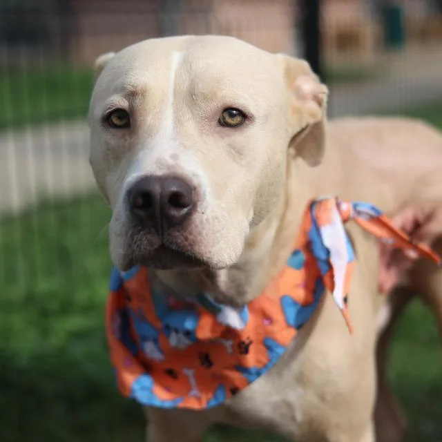A young medium-sized male American Staffordshire Terrier dog named Chowder for adoption in San Antonio, TX