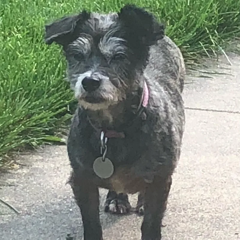 Gypsy And Joey thumbnail 3