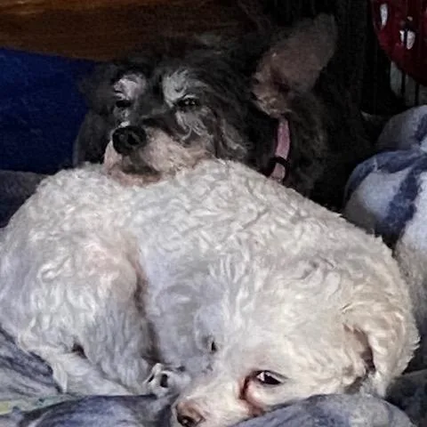 Gypsy And Joey thumbnail 5