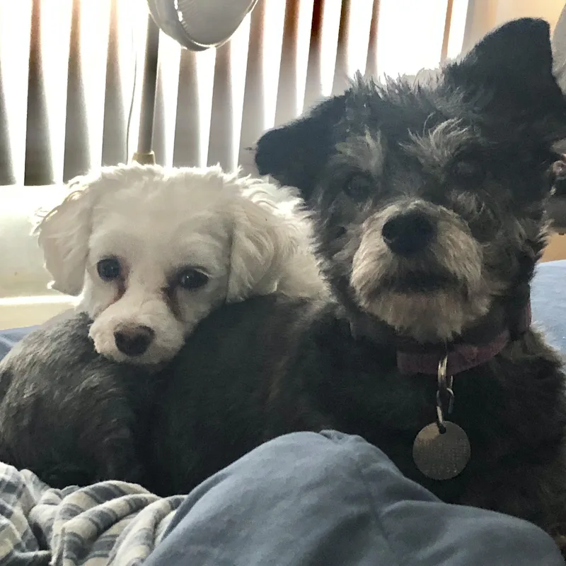 Gypsy And Joey thumbnail 6