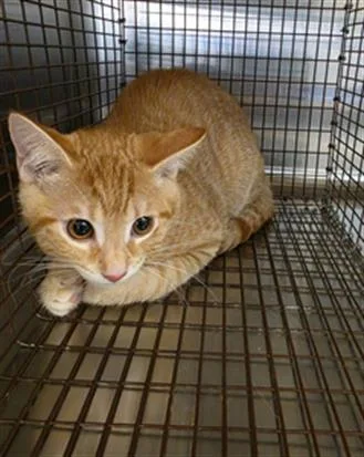 A baby medium-sized male Domestic Short Hair cat named Handsome for adoption in Houston, TX
