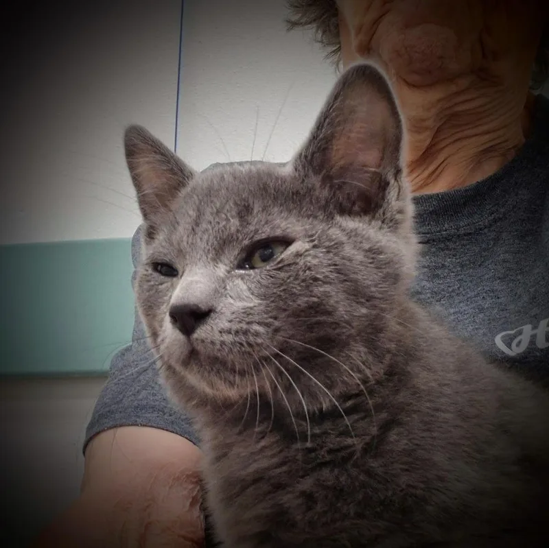 A baby small-sized male Gray / Blue / Silver Domestic Short Hair cat named Gavin for adoption in South Bend, IN