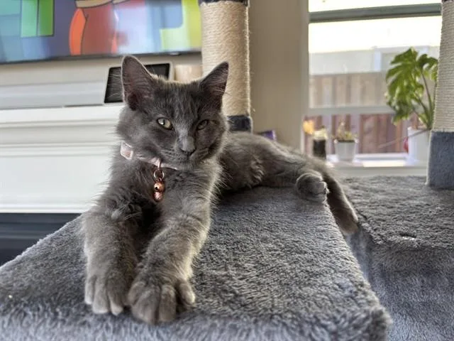 A baby small-sized female Domestic Medium Hair cat named Carolina for adoption in Antioch, CA