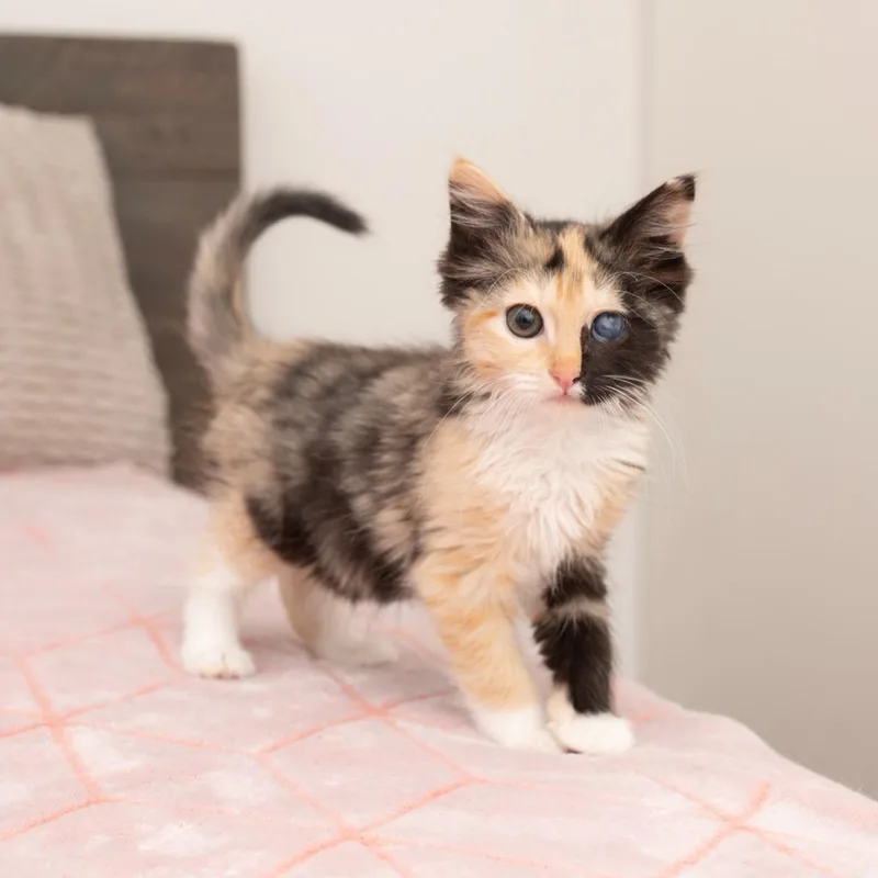 A young small-sized female Domestic Medium Hair cat named Madeline for adoption in Los Angeles, CA