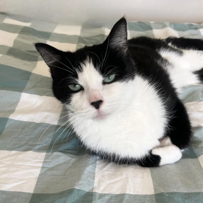 A senior medium-sized male Domestic Short Hair cat named Damon for adoption in State College, PA