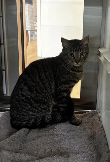 A young small-sized male Domestic Short Hair cat named Alex for adoption in Pearland, TX