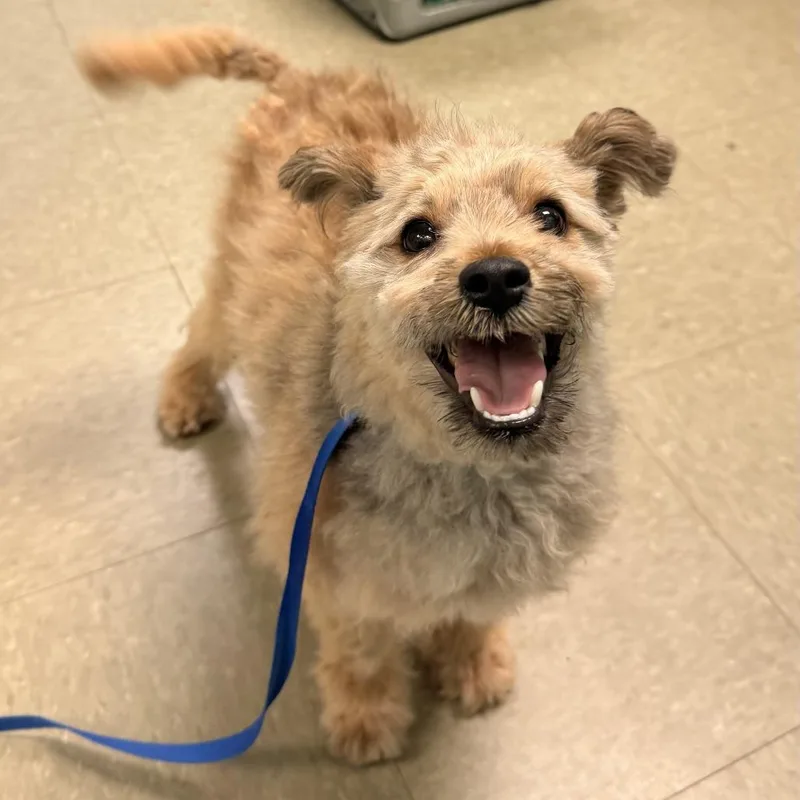 An adult small-sized male Yellow / Tan / Blond / Fawn Mixed Breed dog named Pooh Bear for adoption in Birdsboro, PA