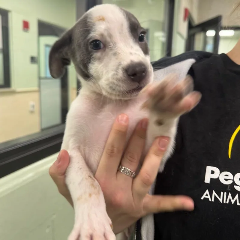 A baby medium-sized male Gray / Blue / Silver Cattle Dog dog named Froot Loops for adoption in West Palm Beach, FL