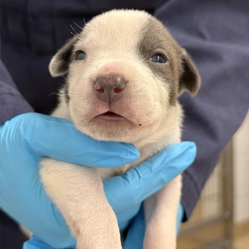 Froot Loops thumbnail 2