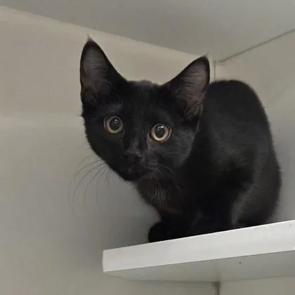 A baby small-sized female Domestic Short Hair cat named Cleo for adoption in Voorhees, NJ