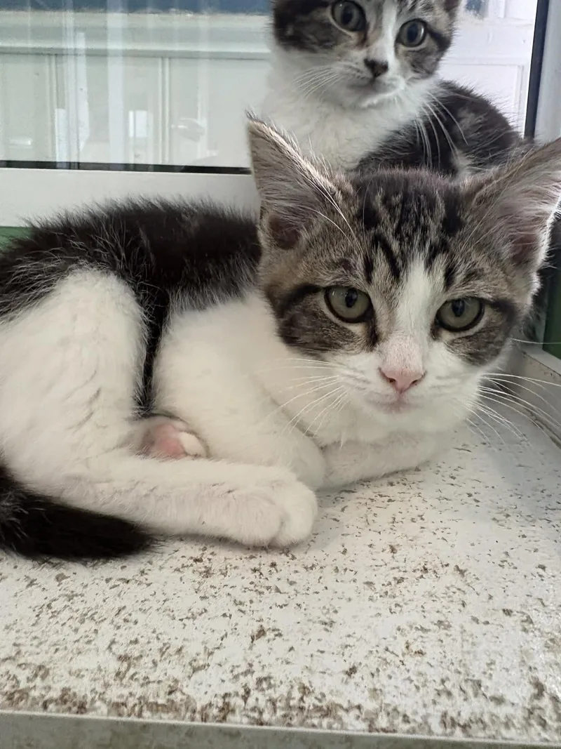 A baby medium-sized male Tabby (Gray / Blue / Silver) American Shorthair cat named Larriny for adoption in Barboursville, WV