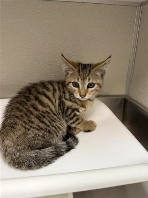 A baby small-sized female Domestic Short Hair cat named Lois for adoption in Tracy, CA
