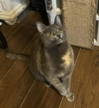 A young medium-sized female Dilute Tortoiseshell Domestic Short Hair cat named Lychee for adoption in Warr Acres, OK