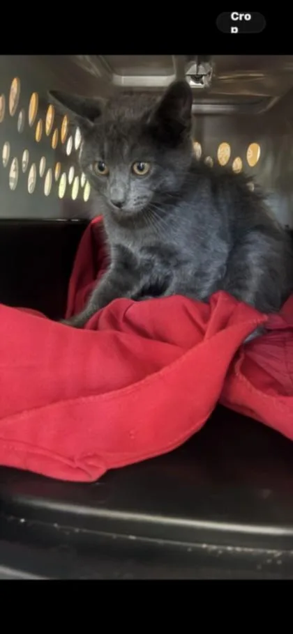A baby small-sized male Domestic Long Hair cat named Dustie for adoption in Van Nuys, CA
