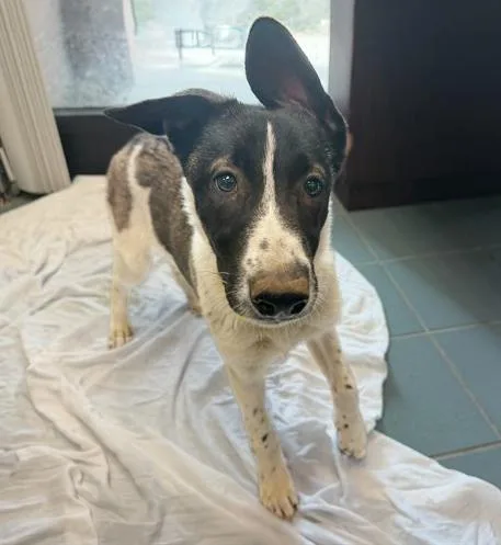 A baby medium-sized female Black Mixed Breed dog named Alexis Rose for adoption in Nashville, TN