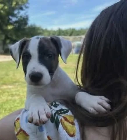 A baby medium-sized male White / Cream Mixed Breed dog named Caleb for adoption in East Flat Rock, NC