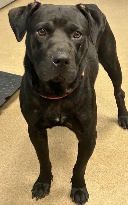 An adult large-sized male Mixed Breed dog named Kilo for adoption in Chamblee, GA