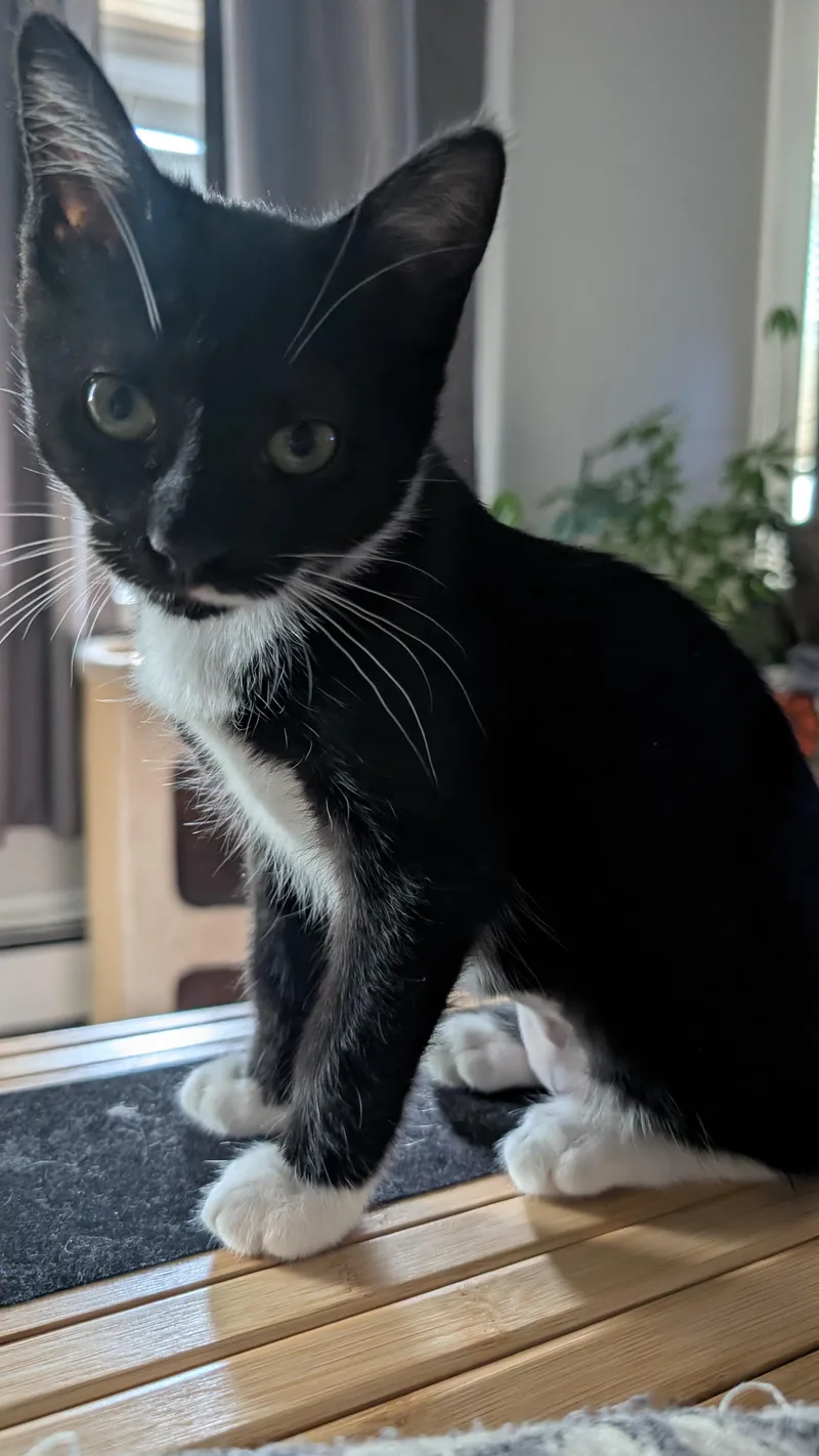 A baby medium-sized female Domestic Short Hair cat named Santi for adoption in Melrose, MA