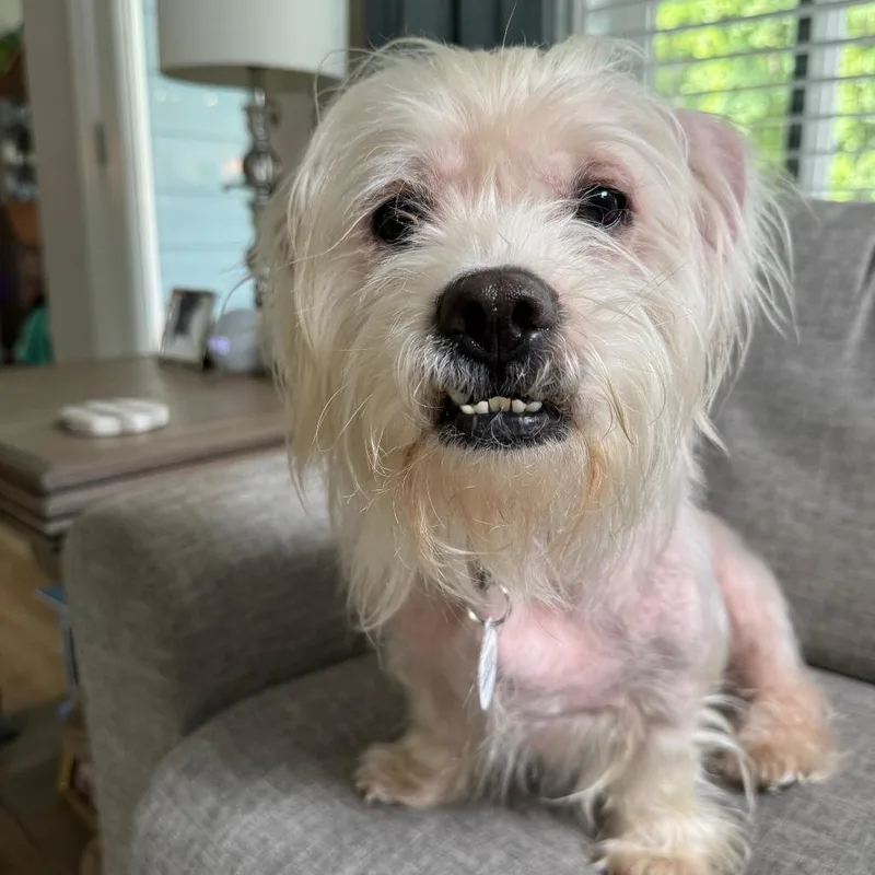 An adult small-sized male White / Cream Lhasa Apso dog named Ollie for adoption in Raleigh, NC