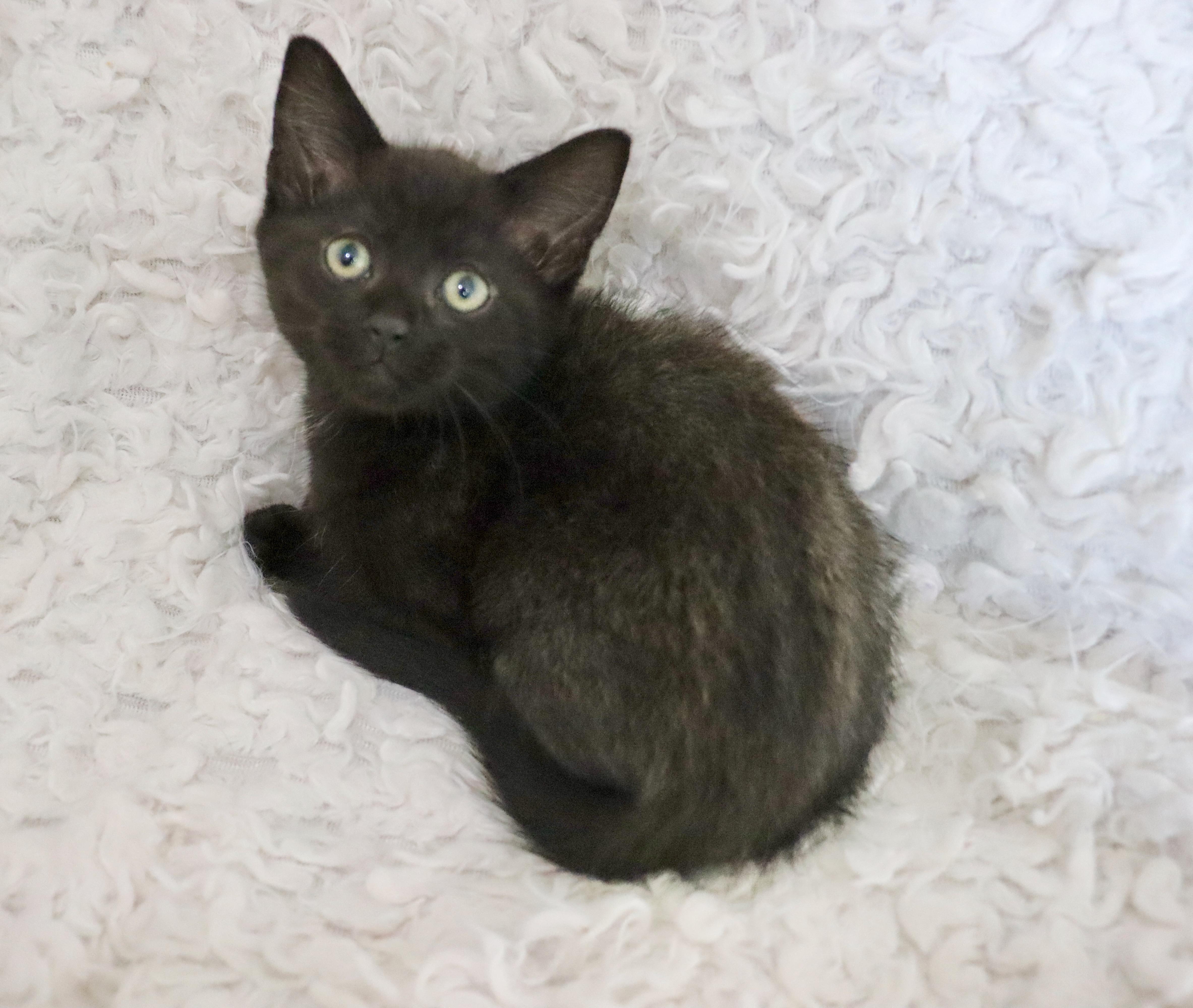 Lawrence thumbnail 2