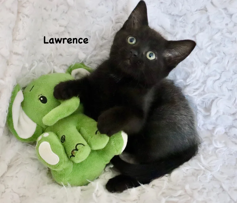 A baby medium-sized male Black Bombay cat named Lawrence for adoption in Saint Augustine, FL