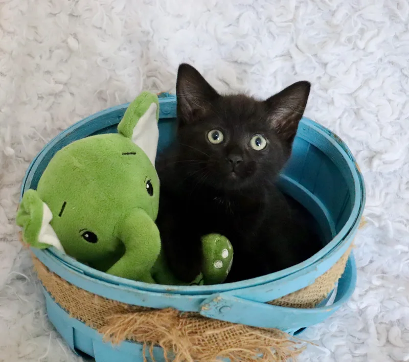 Lawrence thumbnail 3