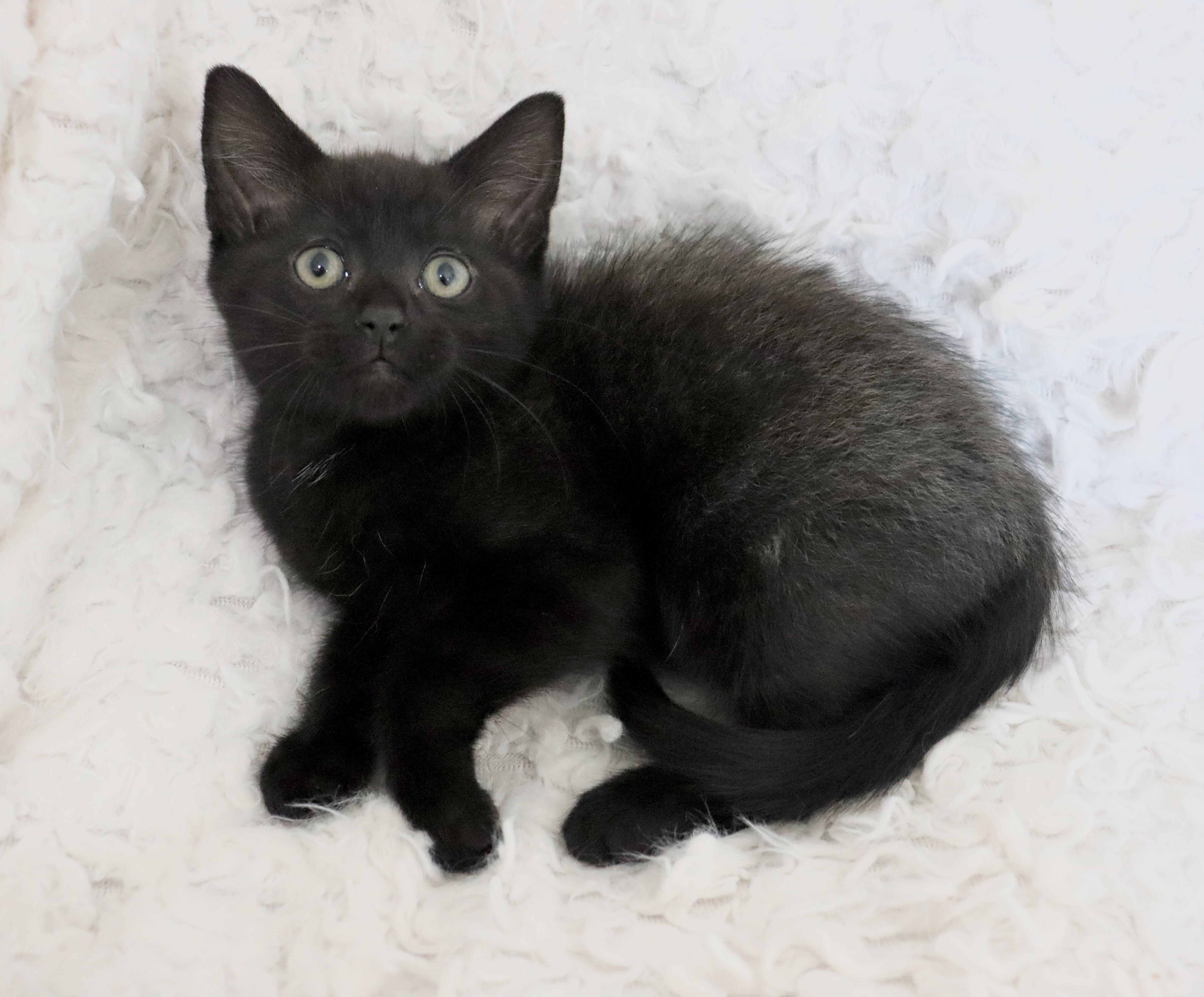 Lawrence thumbnail 4