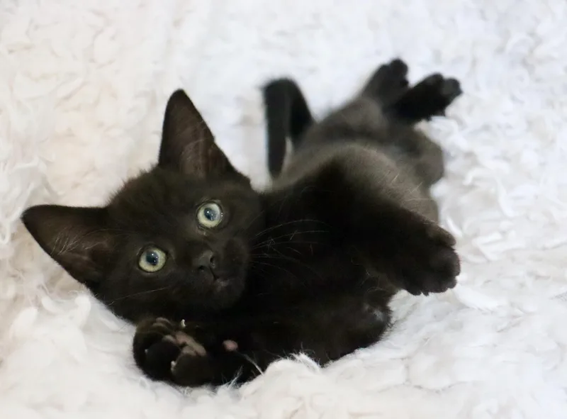 Lawrence thumbnail 5