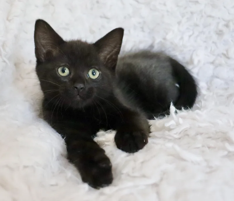 Lawrence thumbnail 6