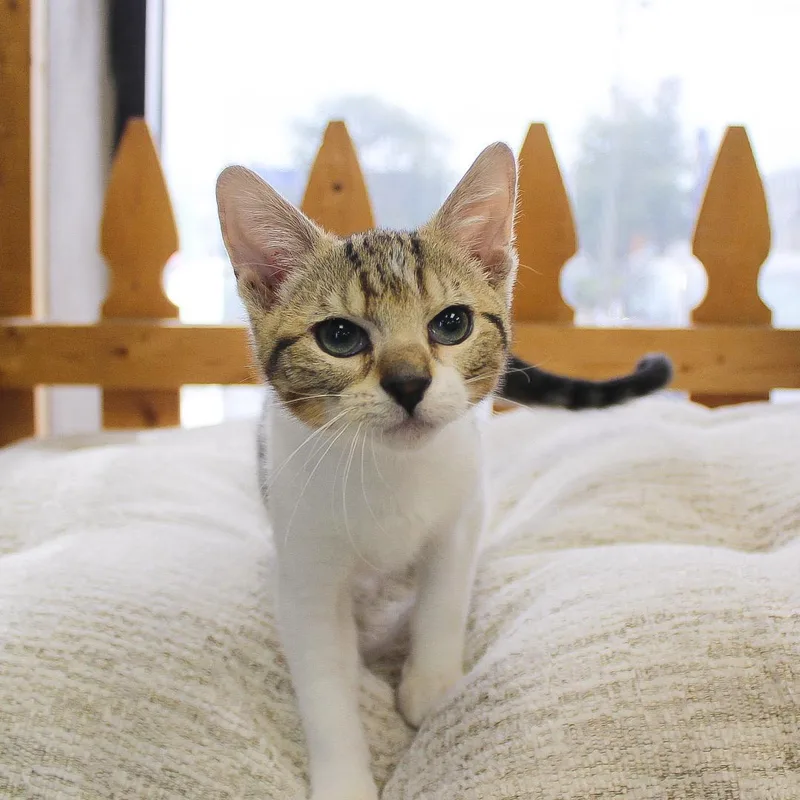 A baby medium-sized male Tabby cat named Canyon for adoption in Wayne, NJ