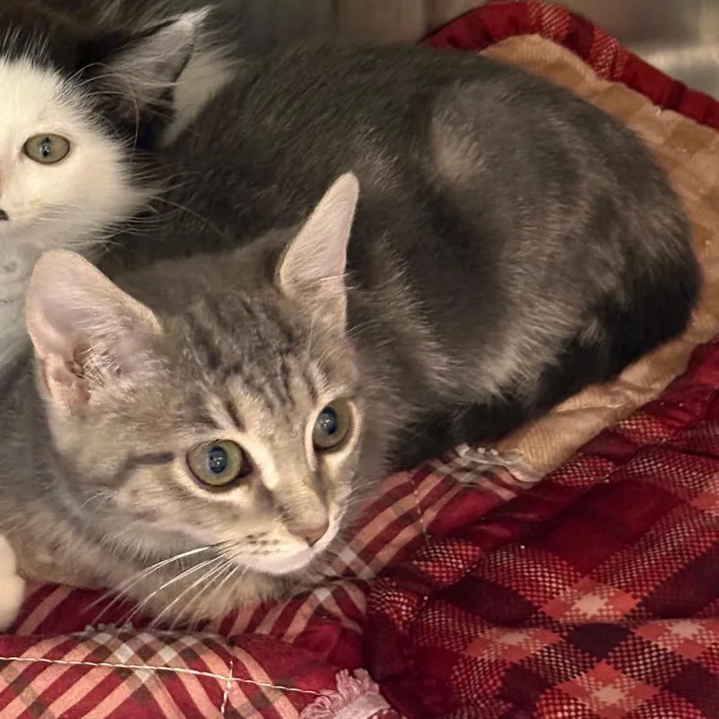 A baby small-sized female Domestic Medium Hair cat named Flora for adoption in Odenville, AL
