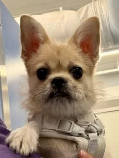 Taco