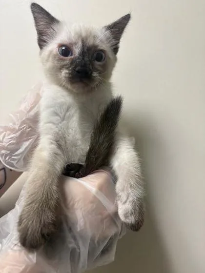 A baby small-sized female Siamese cat named Lindsey for adoption in Madison, NJ