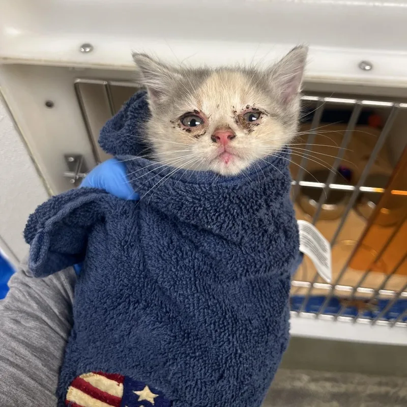 A baby small-sized female Gray / Blue / Silver Domestic Short Hair cat named 71093 for adoption in Harrisonburg, VA
