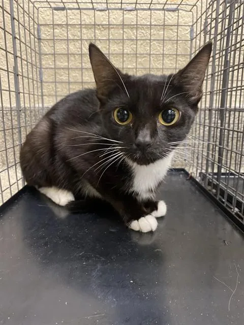 A young medium-sized female Domestic Short Hair cat named Iris for adoption in Fort Myers, FL