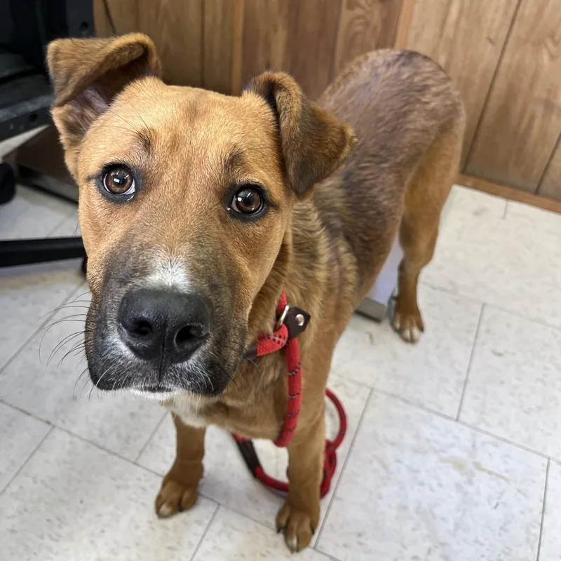 A young medium-sized male Brown / Chocolate Mixed Breed dog named Dosidos for adoption in Columbiana, AL