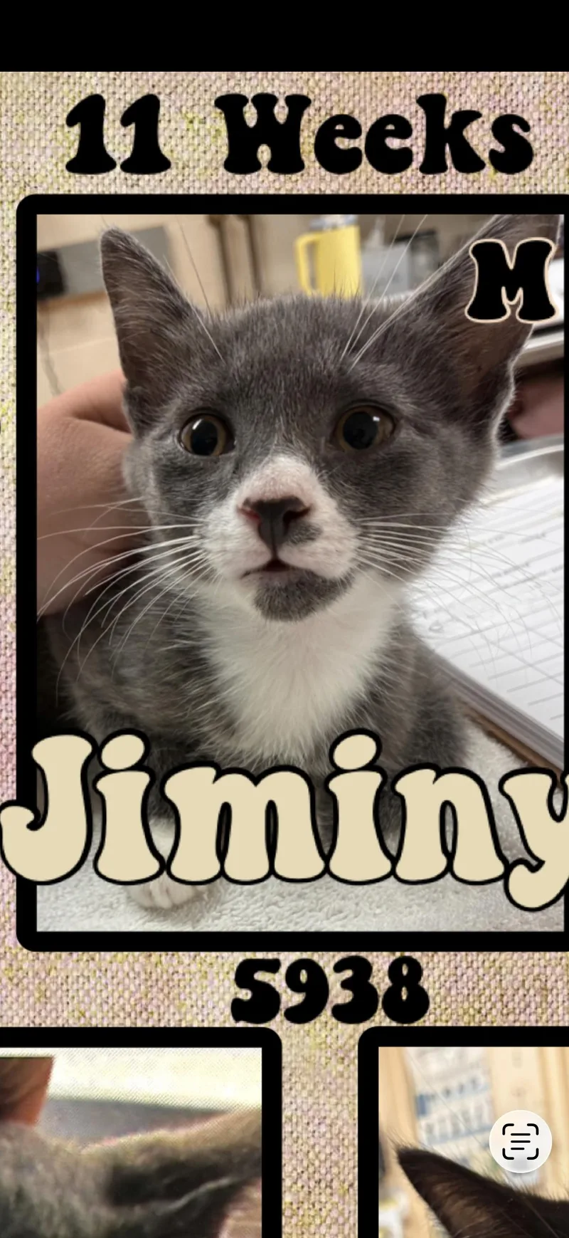 A young medium-sized male Gray & White American Shorthair cat named Jiminy for adoption in Marvin, NC