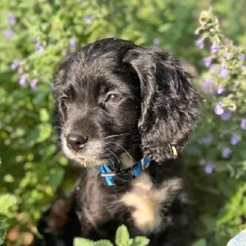 A baby small-sized male English Cocker Spaniel dog named Rigby K for adoption in Parker, CO