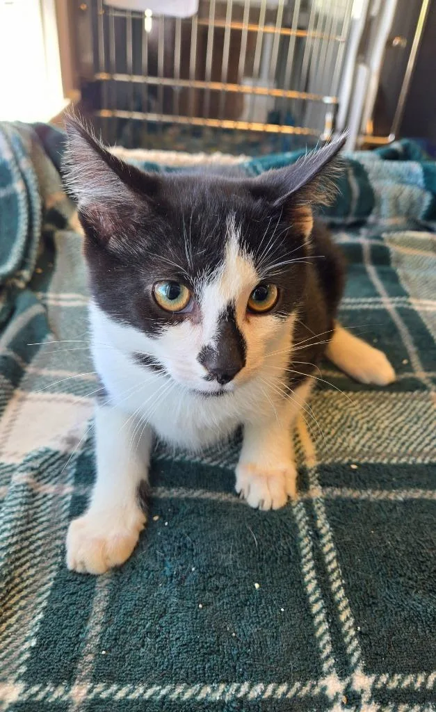 A baby small-sized male Domestic Short Hair cat named Kit for adoption in Sidney, OH