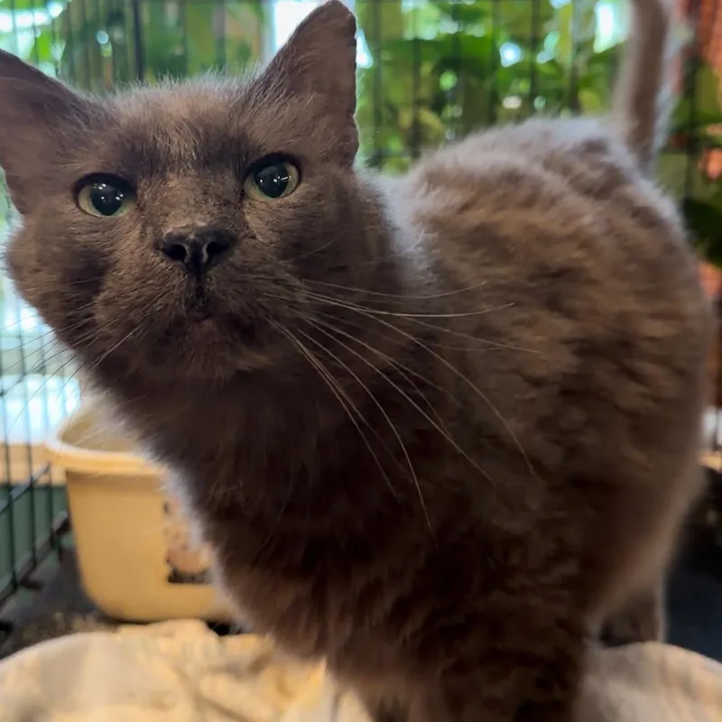 An adult extra large-sized male Gray / Blue / Silver Maine Coon cat named Leroy Brown for adoption in Oklahoma City, OK