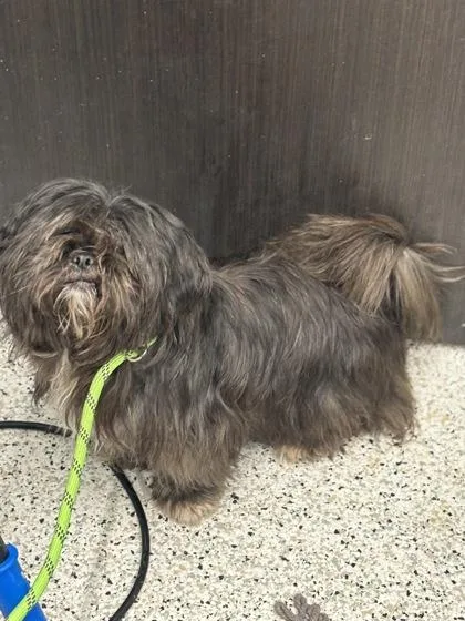 An adult small-sized female Shih Tzu dog named Boofs for adoption in Atlanta, GA