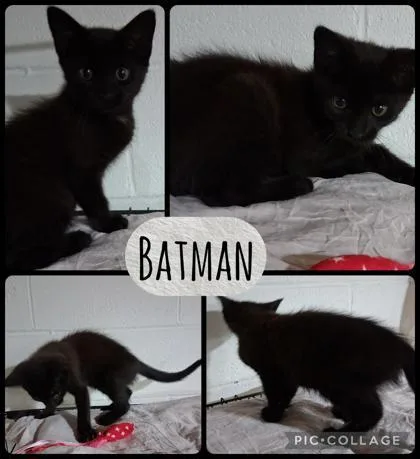 A baby small-sized male Domestic Short Hair cat named Batman for adoption in Wilkesboro, NC