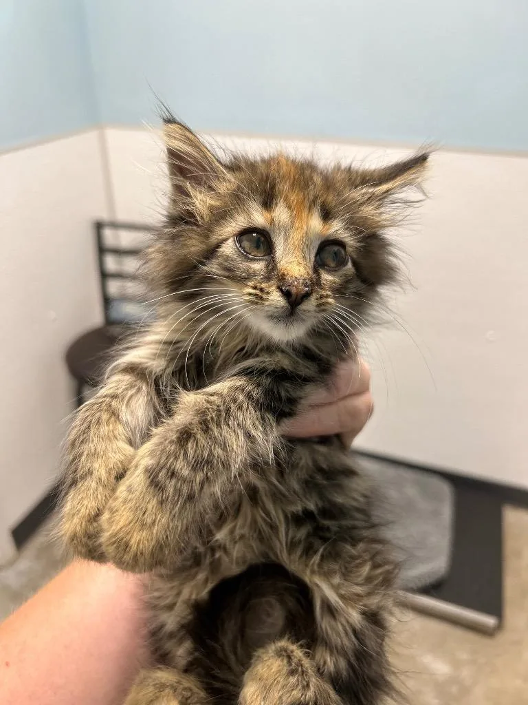 A baby medium-sized female Domestic Short Hair cat named Spark for adoption in Morgantown, KY