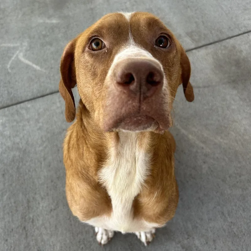 An adult large-sized male Brown / Chocolate Hound dog named Arthur for adoption in Emporia, KS