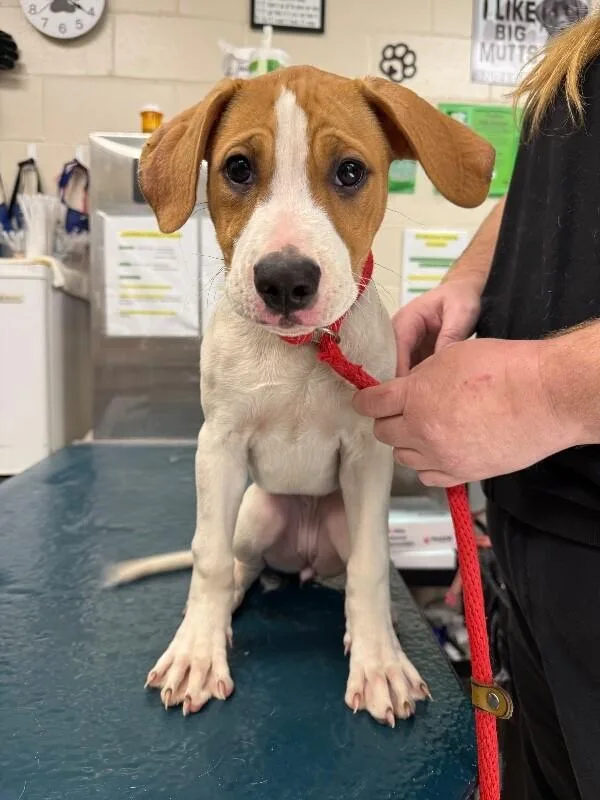 A young medium-sized female White / Cream Hound dog named Cazoo for adoption in Mobile, AL