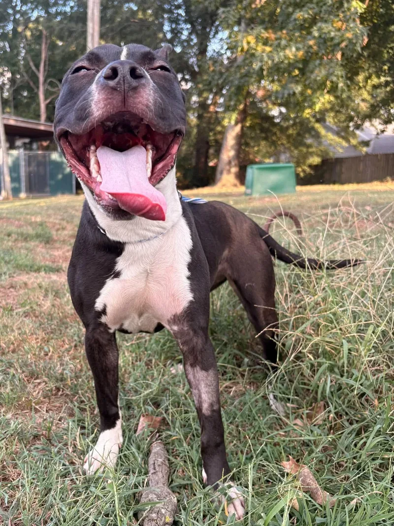 A baby medium-sized female Pit Bull Terrier dog named Delilah for adoption in Germantown, OH